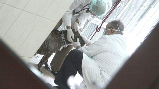 Plac zabaw, parking a może sterylizacja. Parczew wybiera