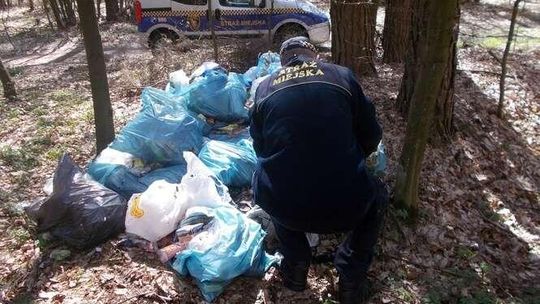 Plaga dzikich wysypisk śmieci. Strażnicy miejscy demaskują zaśmiecających 
