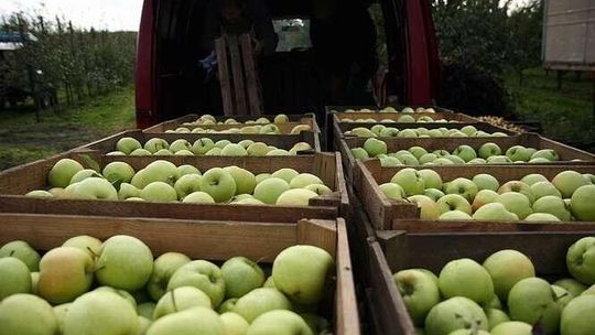 Plaga kradzieży w sadach owocowych. "Tonę mogli oberwać. Te gorsze wyrzucali"