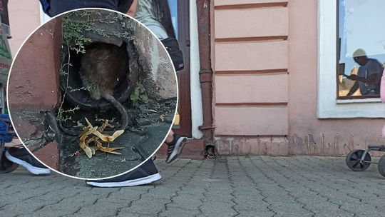 Plaga szczurów na Starym Mieście w Lublinie