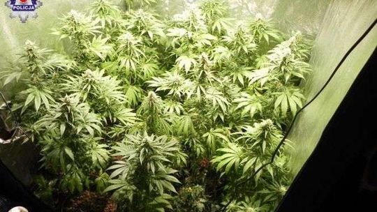 Plantacja konopi indyjskich na lubelskim LSM. Kilkadziesiąt krzaków [zdjęcia]