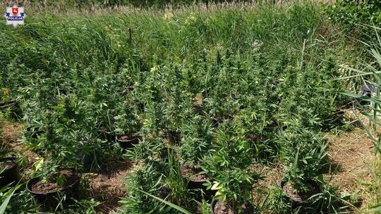 Plantacja konopi koło Terespola. Pielęgnował rośliny, kiedy przyszli policjanci [zdjęcia]