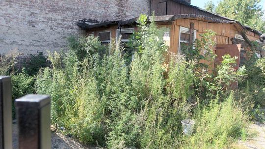 Plantacja konopi obok komisariatu w Lublinie. Policja: \"Mogliśmy coś przeoczyć\"
