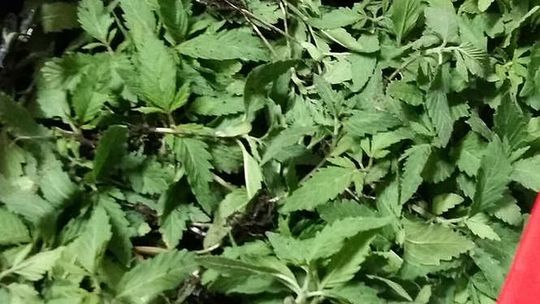 Plantacja konopi w Kolonii Słowatycze. Trzej mężczyźni zatrzymani