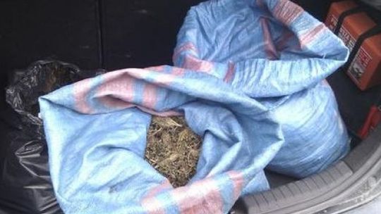 Plantacja konopi w Świdniku: 14 kilogramów suszu (wideo)