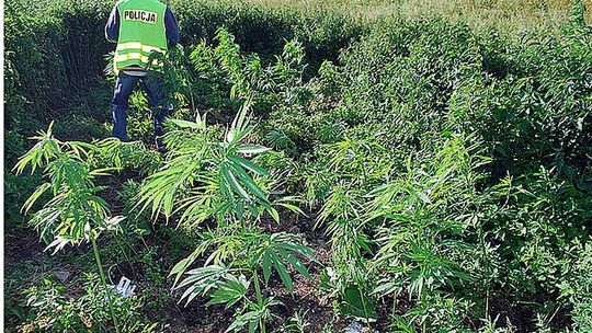 Plantacja marihuany na polach dawnego PGR (film, zdjęcia)