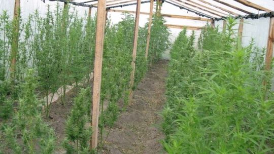 Plantacja marihuany u rolnika z Chodla (wideo)