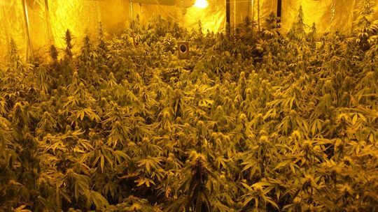 Plantacja marihuany w Chełmie. Wejście przez szafę (zdjęcia, wideo)
