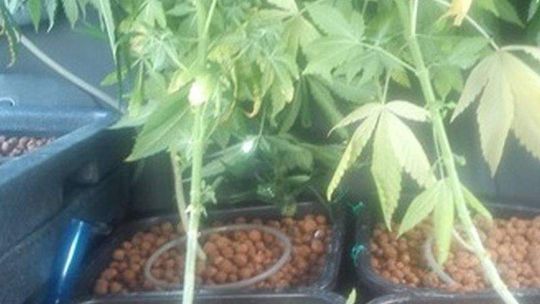 Plantacja marihuany w mieszkaniu