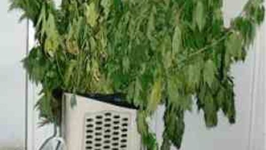 Plantacja marihuany zlikwidowana w Mełgwi