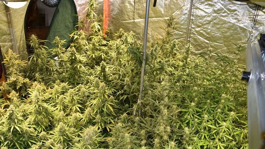 Biłgorajscy policjanci zabezpieczyli 70 krzaków konopi i 3 kg ziela w specjalnie przystosowanym namiocie.