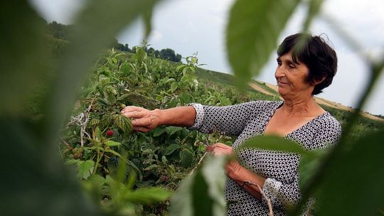 Plantatorzy agrestu, czarnej porzeczki i czereśni liczą zysk