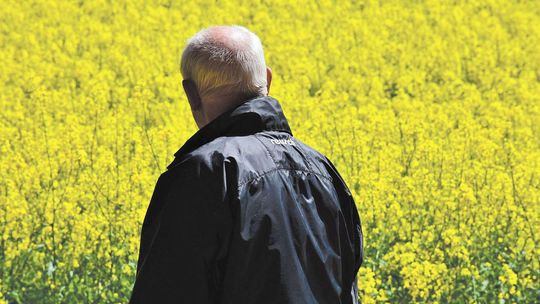 Plantatorzy się cieszą, ekolodzy biją na alarm. Pszczoły w niebezpieczeństwie?