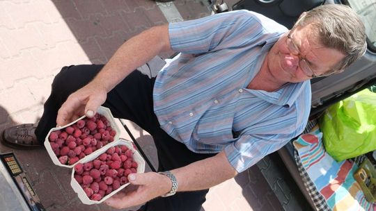 Plantatorzy z woj. lubelskiego mówią dość! Przez kilka najbliższych dni mają nie zrywać malin