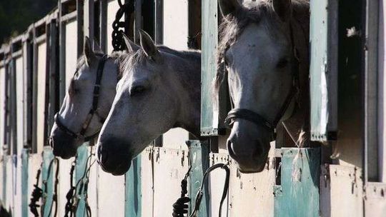 Planujesz zająć się przewozem zwierząt? Zobacz, jakie licencje musisz zdobyć