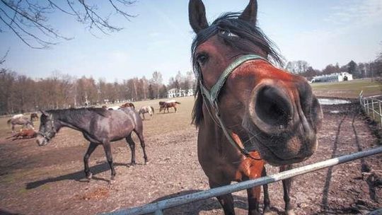 Platforma Obywatelska chce kontroli NIK w stadninach 