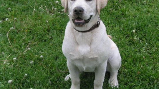 Plebiscyt: Czekamy na zdjęcia Waszych zwierzaków. Pierwsze zgłoszenia 