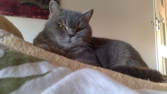 Plebiscyt \"Zwierzaki 2012\": Czekamy na zdjęcia Waszych zwierzaków