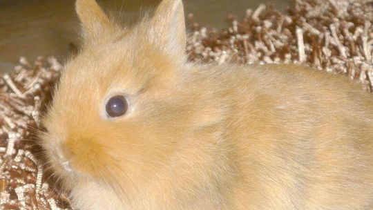 Plebiscyt Zwierzaki 2012: Głosowanie trwa