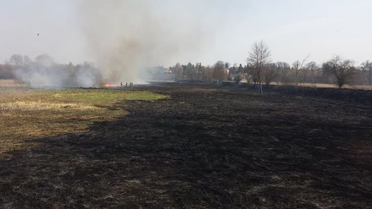 Płoną trawy koło Lublina. Strażacy walczą z ogniem [zdjęcia]