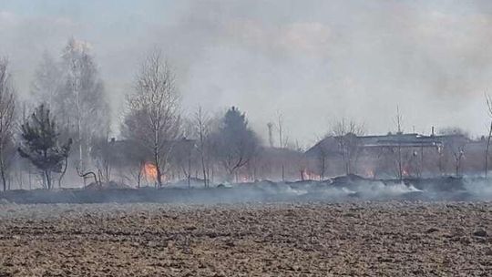 Płoną trawy w regionie. Strażacy mają pełne ręce roboty