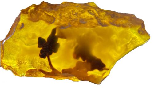 Po bursztyn? Tylko na Lubelszczyznę!