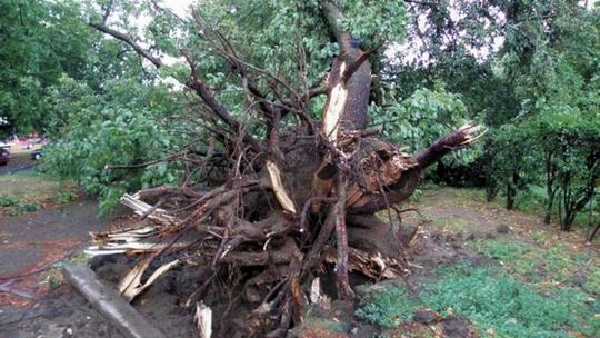 Po burzy powalone drzewa w Puławach