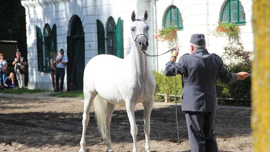 PO chce kontroli NIK w stadninach. "Mamy do czynienia z działaniem na szkodę państwa"