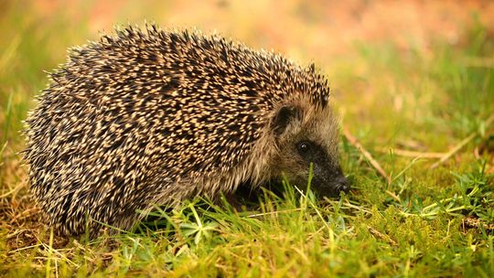 Po jerzykach czas na jeżyki. W parku są domki do przezimowania