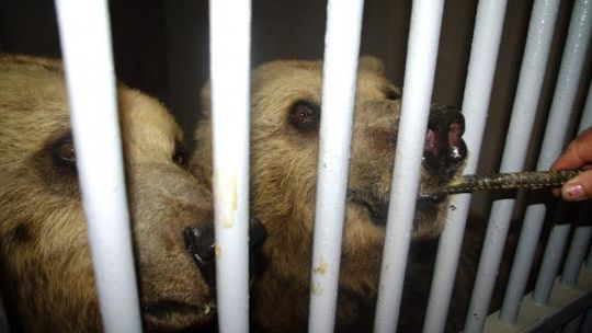 Po modernizacji zoo niedźwiedzie wróciły do Zamościa