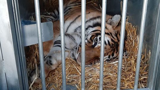 "Po nowe życie bez cierpienia". Tygrysy wyruszyły do Hiszpanii