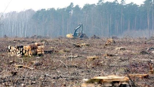 PO o susłach w prokuraturze: To rozgrywki w PiS, czy odwrócenie uwagi od Puszczy Białowieskiej?