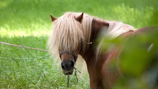 Po pijanemu handlowali kucykiem. Skończyło się rozbojem