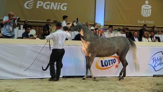 Po raz szósty przedłużono śledztwo dot. stadniny koni w Janowie Podlaskim. Dlaczego?