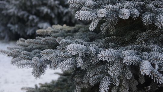 Po świętach choinka na śmietnik? Możesz dać jej nowe życie