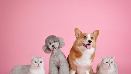 Pochwal się pupilem na czerwonym dywanie