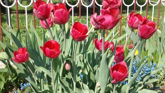 Pochwal się swoim ogrodem (zdjęcia)