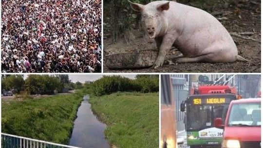 Pociągi, rzeki i... świnie, czyli dziwne liczby o Lublinie [QUIZ]