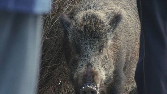 Poćwiartowali dzika i podzielili się mięsem