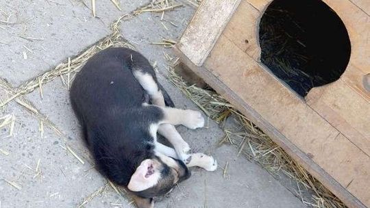 Początek końca schroniska w Krzesimowie. Trwa poszukiwanie nowych właścicieli