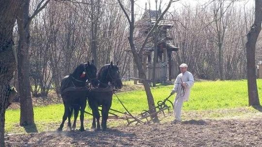 Początek sezonu w skansenie. Pokaz orki konnej