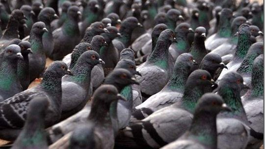 Poczytaj mi sztukę w Andersenie: Dziób w dziób