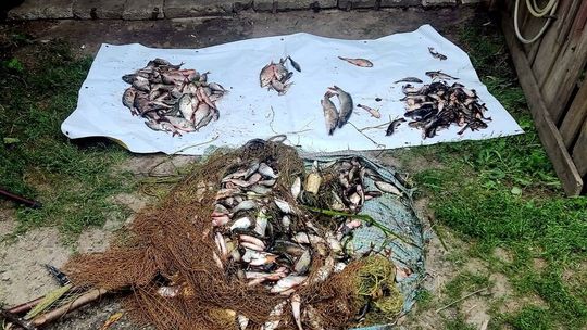 Pod zbiornik podjechali ciągnikiem. Kilogramy szczupaków w workach 