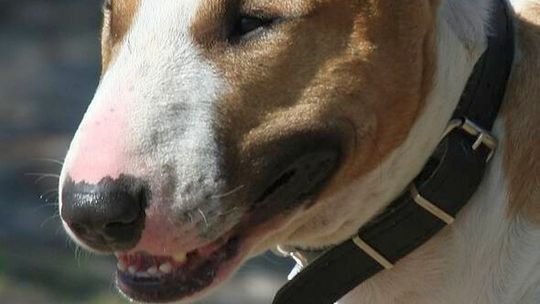 Podatki w Kraśniku bez zmian