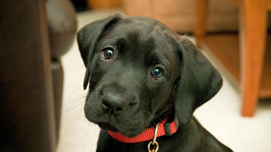 Podatki za domy i psy w Kraśniku bez zmian