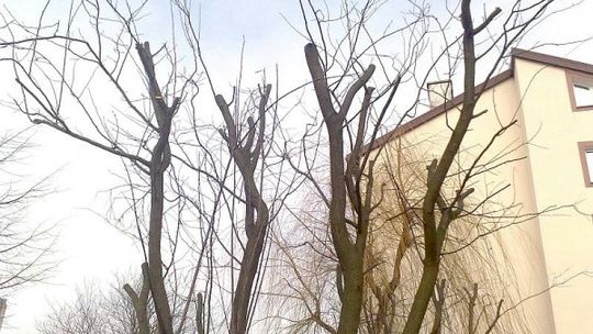 Podcinanie drzew może im zaszkodzić