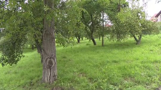 Podczas burzy ojciec z synem schowali się pod drzewem. Uderzył w nich piorun