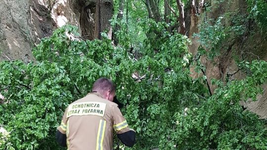 Podczas wycieczki na dzieci spadł konar drzewa. Jest śledztwo 