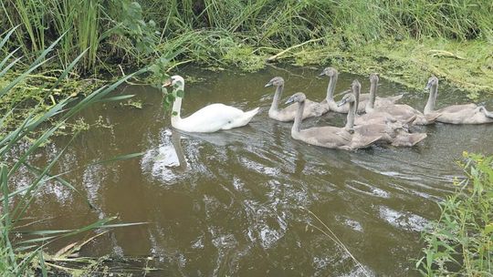 Podglądnie czapli białej z szybem w tle