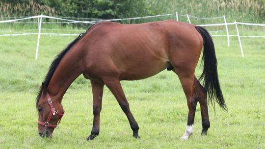 Podlasie jeszcze piękniejsze z siodła